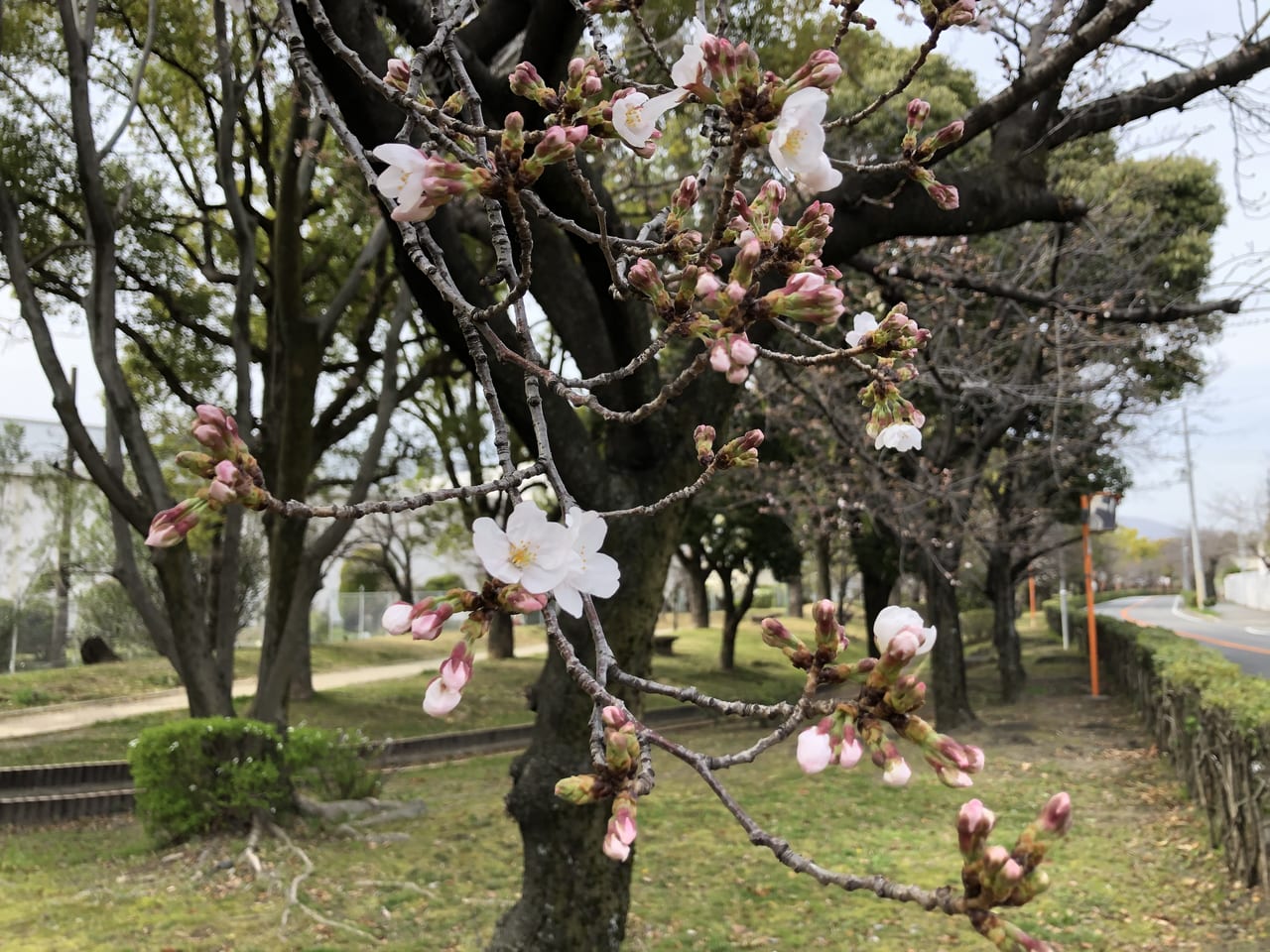 元茨木川緑地の桜は咲き始め