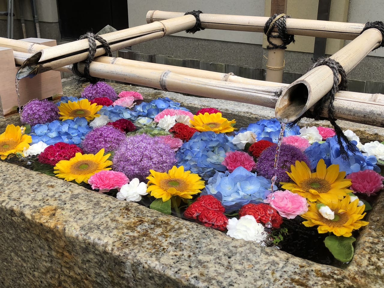 茨木市 今話題の 花手水 もありました 毎年この時期だけの行事 茨木神社の茅の輪くぐり へ 7月1日正午まで 号外net 茨木