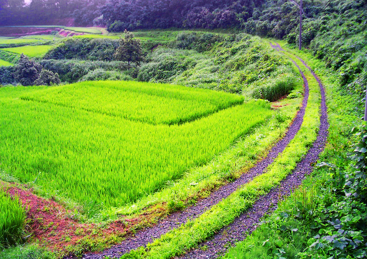 茨木市 緑豊かな田園風景 Youtuber ミトラの風景さんが 長谷周辺の棚田を紹介していました 号外net 茨木
