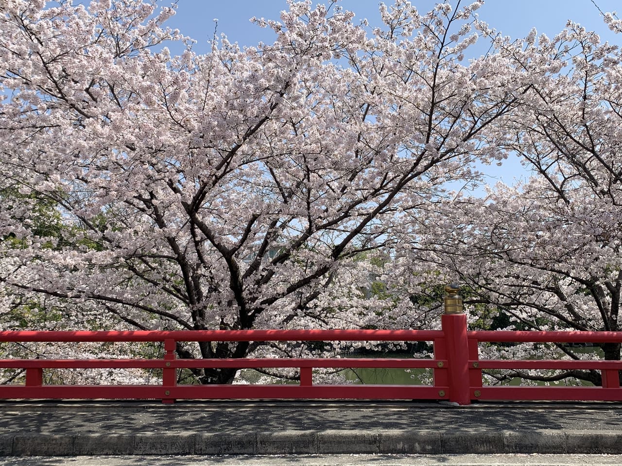 辯天の桜