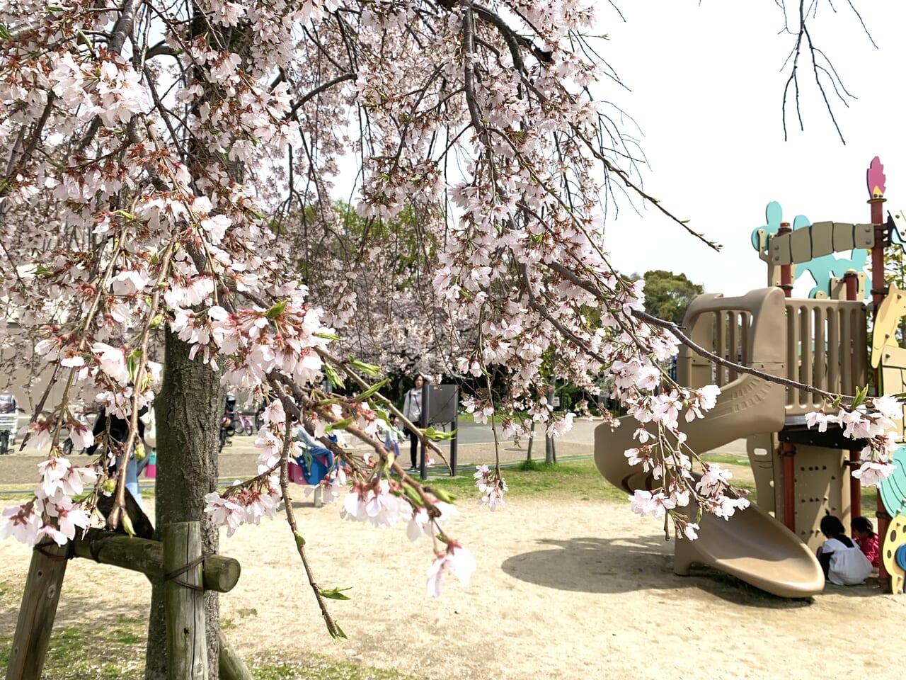 防災公園の桜