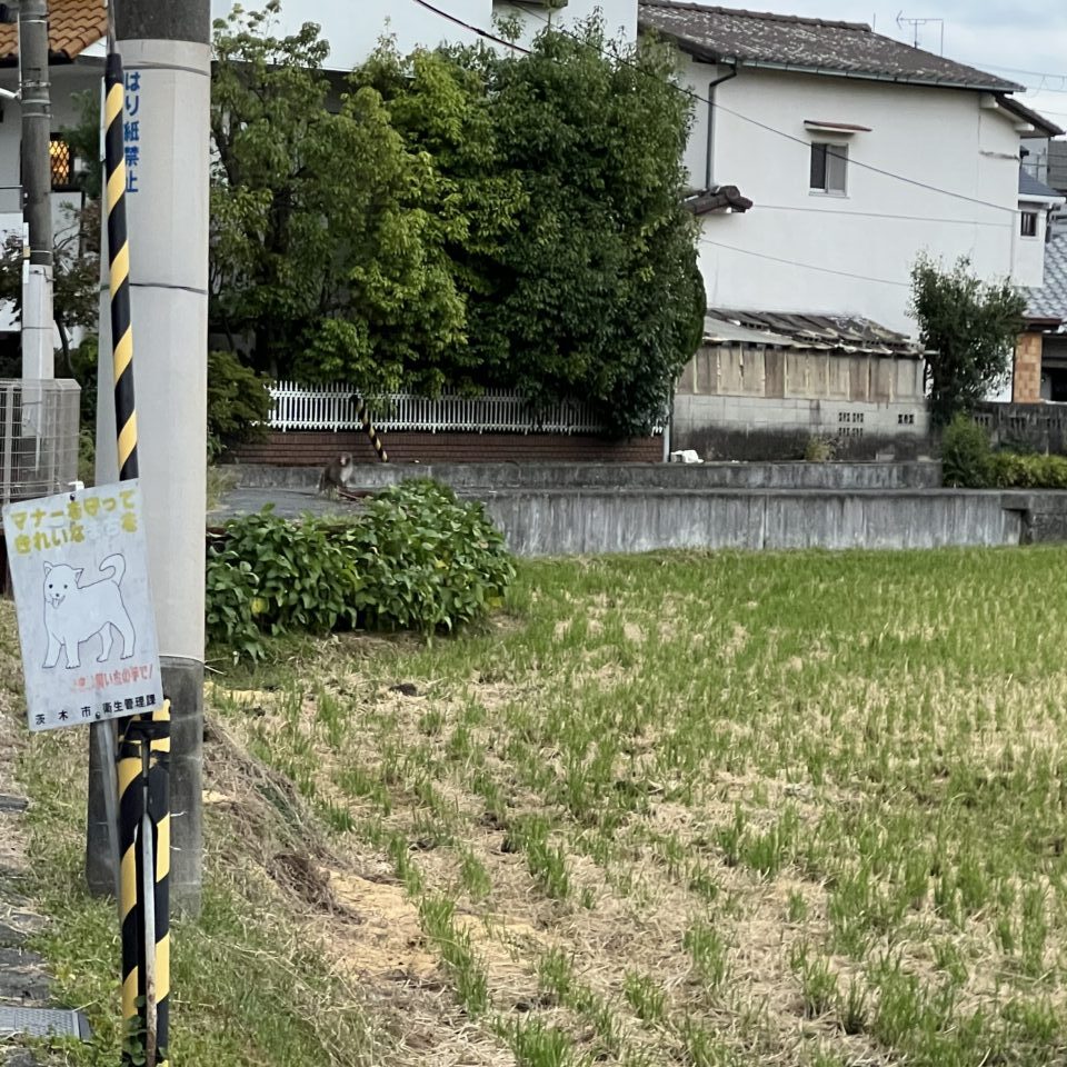 サルに遭遇した瞬間