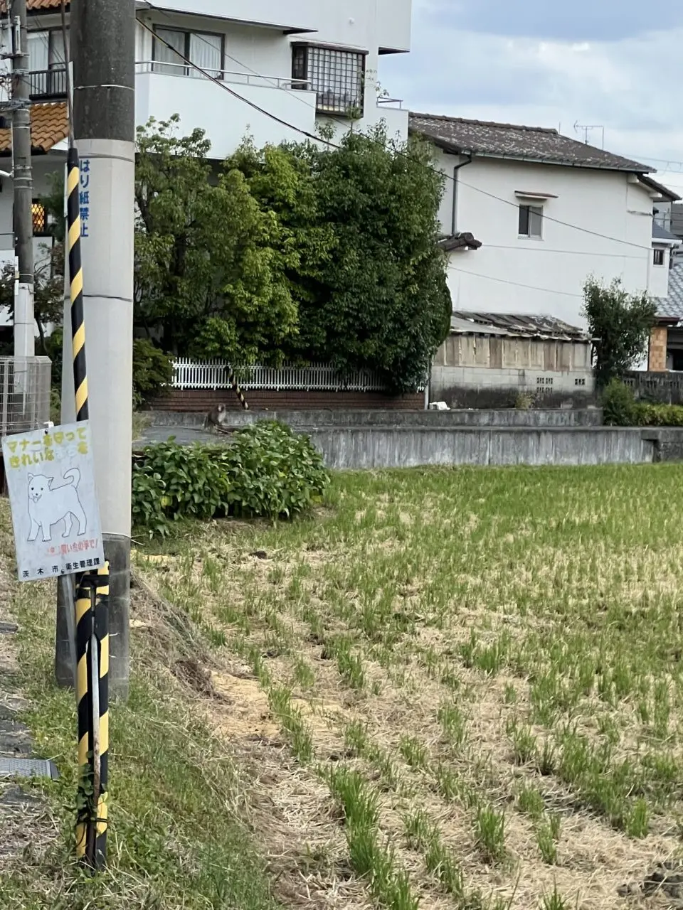 サルに遭遇した瞬間