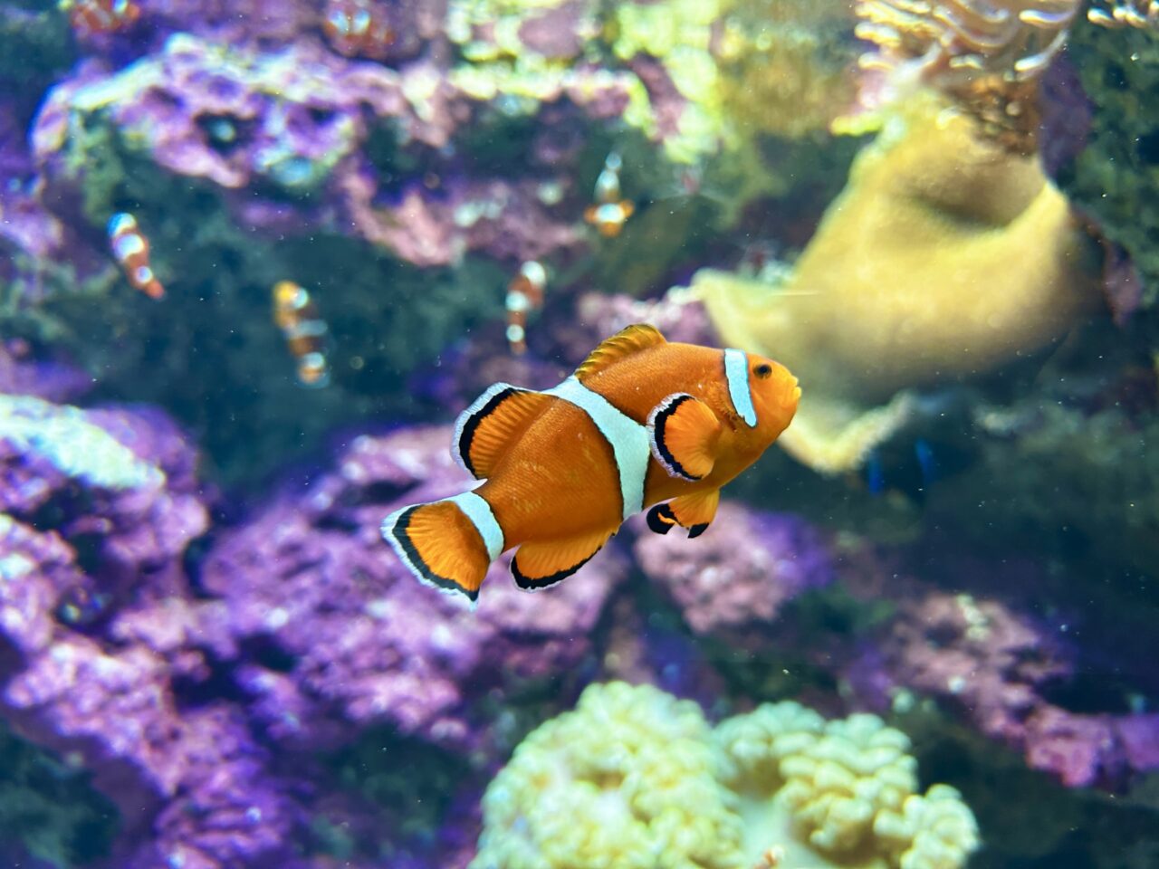 カクレクマノミイメージ
